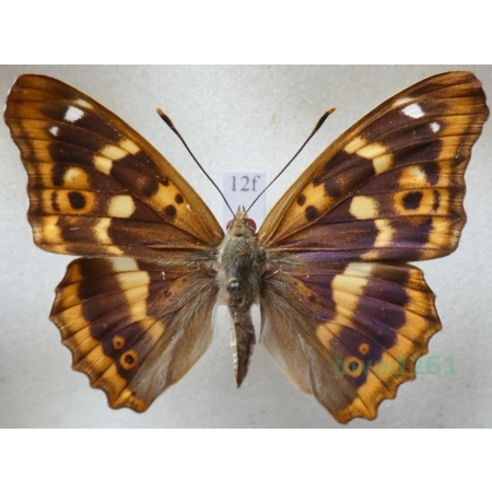 Apatura ilia f. clytie Mieniak strużnik Czech12f